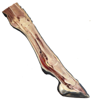 Freeze-dried Hoof - Full leg cut in half
